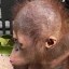 Sigma the Orangutan Icon