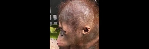 Sigma the Orangutan Token Header