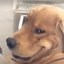 Troll Dog Icon