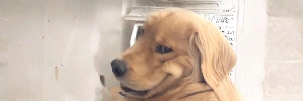 Troll Dog Token Header