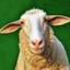 LePige Icon