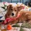 Freddie Icon