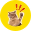 bap Icon
