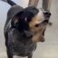 dogwifballs Icon