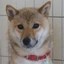 Mother of Bonk Icon