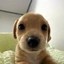 Billy Icon