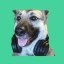 The Streamer Dog Icon
