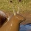 Sneal Icon