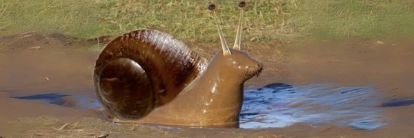 Sneal Token Header