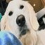 Pumpfun Dog Icon