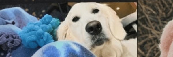 Pumpfun Dog Token Header