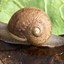 Ned The Snail Icon