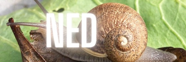 Ned The Snail Token Header