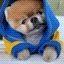 Jiffpom Icon