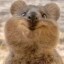 quokka Icon