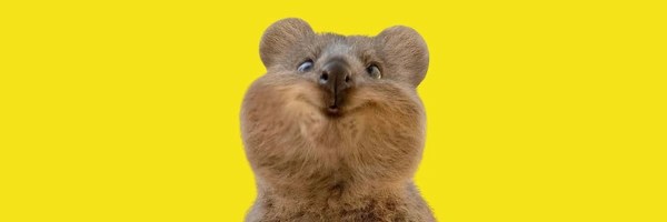 quokka Token Header