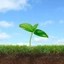 Plant Icon