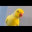 snitch parrot Icon