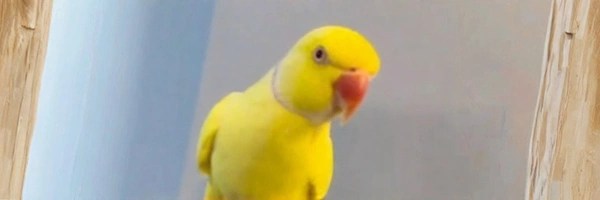 snitch parrot Token Header