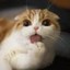 Waffles The Cat Icon