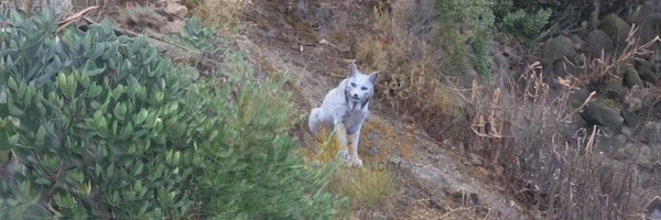 Iberian Lynx Token Header