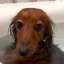 fartdog Icon