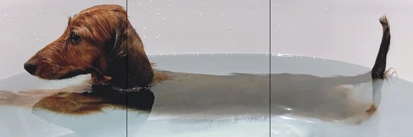 fartdog Token Header