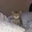 The Memeable Cat Icon