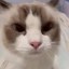 Boom Cat Icon