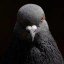 The Pigeon Icon