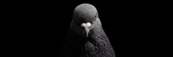 The Pigeon Token Header