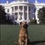 Liberty Dog Icon