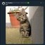 First Twitter Cat Icon