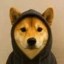 DogWifHoodie Icon