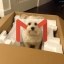 dog in box Icon