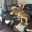 Capybara's Home Icon