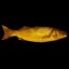 gold fish Icon