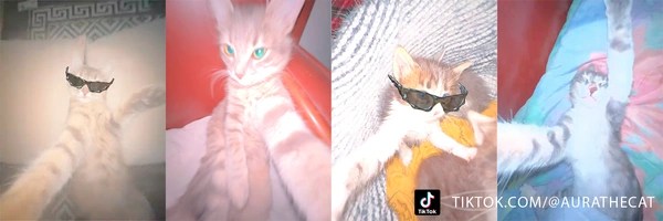Aura The Cat Token Header