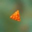 The Orange Chip Era Icon