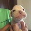 gus Icon