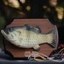 First AI Fish Icon