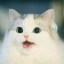 Niggercat Icon