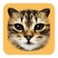 #cat Icon