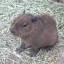 baby capy Icon