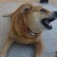 Zach Witkoffs Dog Icon