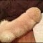 The Dih Dog Icon