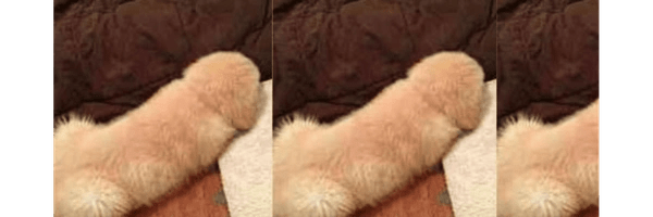 The Dih Dog Token Header