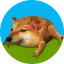 DROG Icon