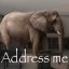 The Elephant in The Room Icon