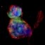 spacecat Icon